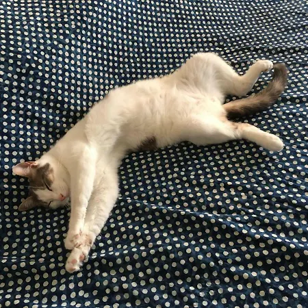 Δωμάτια σε οικογενειακή κατοικία Casadiadri Labrador E Gatto *