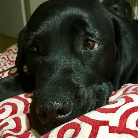 Privat bolig Casadiadri Labrador E Gatto *